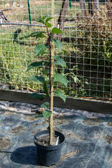 Young plant growing in black plastic pot with support stake in an outdoor garden nursery on a sunny day
