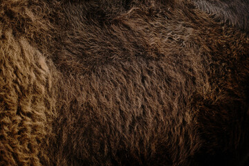 Close detail of a bisons thick woolly brown fur texture at Belgrade Zoo. Minimalistic background.
