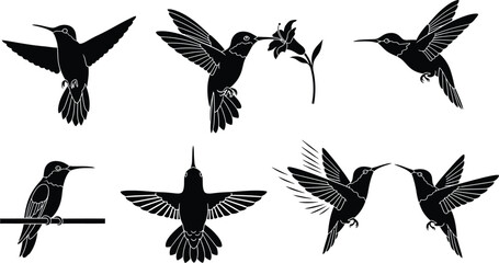 Obraz premium Hummingbird silhouettes in various poses and actions in black and white