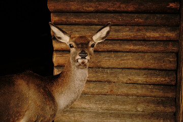 A young deer with alert ears stands by a wooden wall at Belgrade Zoo.