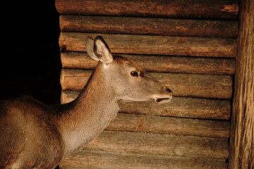 A young deer with alert ears stands by a wooden wall at Belgrade Zoo.