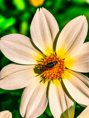 Obraz premium White Flower with Bee - Captivating Nature Background for Social Media, Digital Wallpaper, Marketing Materials, and Advertisements