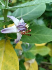 Wasp on Crown Flower Calotropis gigantea Giant Milkweed Madar Tree Natural Macro Photography