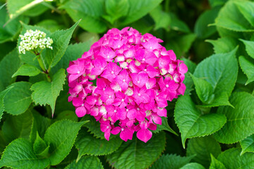 Vibrant Pink Hydrangea Bloom Surrounded By Lush Green Foliage