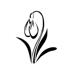 A minimalist, elegant line art of a snowdrop flower in full bloom. Its delicate shape and graceful curves capture the beauty of nature with a clean, modern aesthetic.