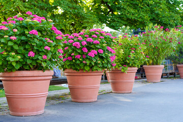 Colorful Flower Pots Lined Along a Pathway in a Sunny Garden Setting