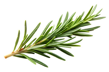 Obraz premium Single sprig of fresh green rosemary herb isolated on a transparent background spice