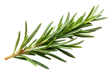 Single sprig of fresh green rosemary herb isolated on a transparent background spice