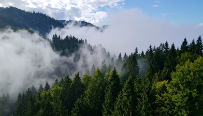 Misty mountain forest view