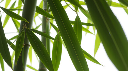 Obraz premium Green bamboo leaves on isolated transparent background.