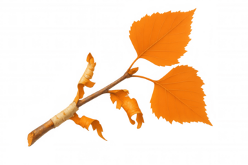 Birch branch showcasing peeling bark and two brightly colored orange leaves, symbolizing autumn and seasonal change