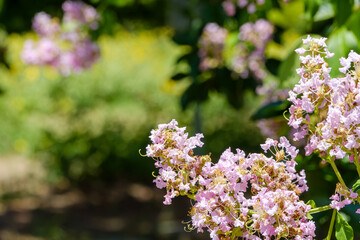 夏の庭に咲く薄紫色のサルスベリの花