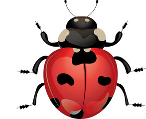ladybug on white background