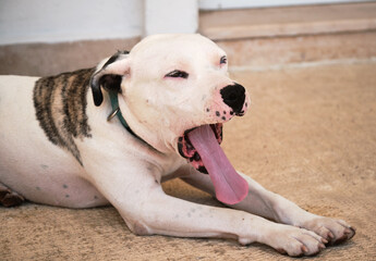 American bulldog yawning showing its long pink tongue