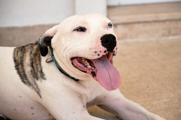 American bulldog panting showing pink tongue lying on floor