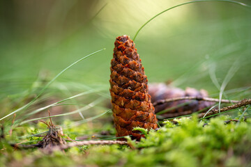 Pine cone in the forest with moss