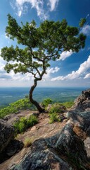Windswept tree atop rocky peak
