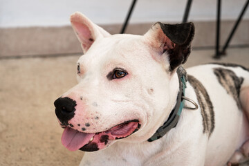 American staffordshire terrier panting and resting on a terrace
