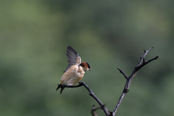 A colorful Red rumped Swallow in mid flight from a dry tree branch against a blurred vibrant green background.