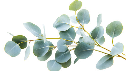 Eucalyptus branch watercolor illustration, botanical hand painted green leaves, elegant nature inspired foliage for decorative design, card or invitation