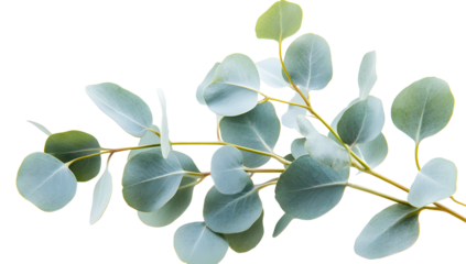 Eucalyptus branch watercolor illustration, botanical hand painted green leaves, elegant nature inspired foliage for decorative design, card or invitation