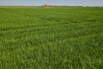 Wide view of rice fields with a farmhouse in Albufera, Valencia, Spain