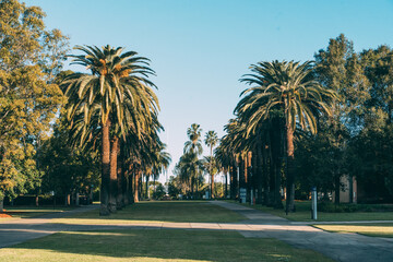 Fototapeta premium palm trees in the park