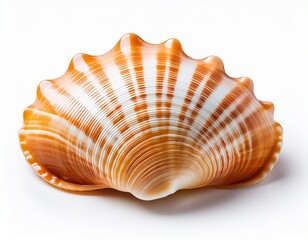 Obraz premium sea cowry shell isolated on white background