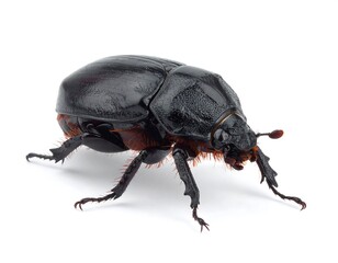 Close-up of a dark beetle