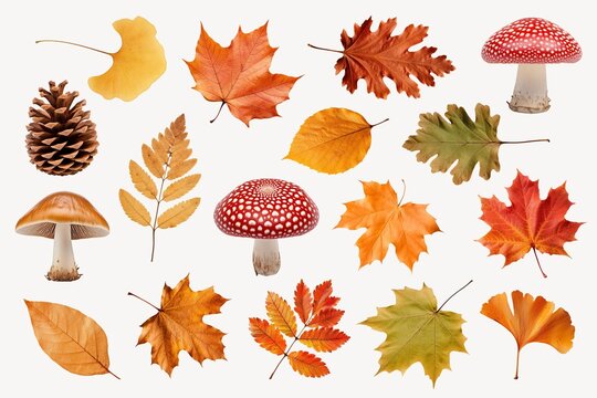 Fototapeta Autumn leaf plant design element set