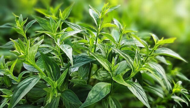 close up of green andrographis paniculata plant in the garden