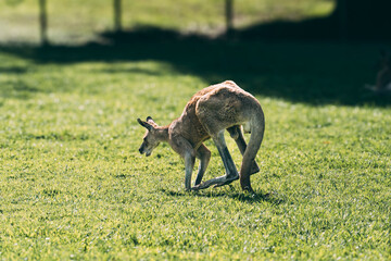 Kangaroo