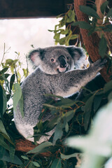 koala in a tree