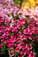 Vibrant Garden Blooms Abound