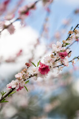 Blossoms in Springtime Bloom Under Blue Skies