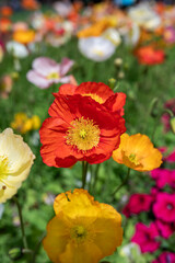 Vibrant Flowers Bloom in a Sunny Garden Setting