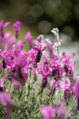 Obraz premium Vibrant Lavender Blooms in a Sunny Garden Setting