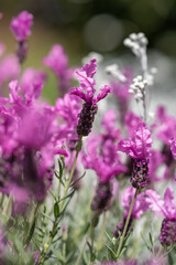 Blooming Lavender Fields Bring Calm and Beauty