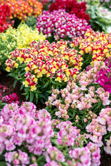 Stunning Flower Garden in Vibrant Colors Blooms