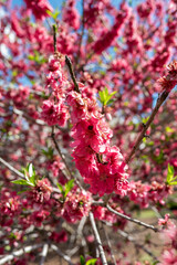 Blossoming Pink Flowers Brightening the Spring Day