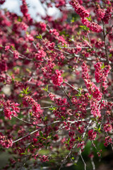 Cherry Blossoms Bloom Vibrantly in Spring Sunlight