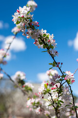 Spring Blooms Against a Bright Sky