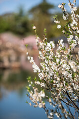 Blossoms in the Sunlight Near a Tranquil Pond