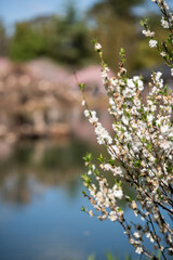 Blossom Branches by the Calm Lake in Springtime