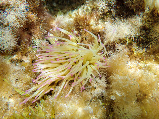 Seagrass underwater with natural sunlight in Mediterranean sea, jijel Algeria, Sea Grass underwater, seagrass Kelp grows in rocks under the sea and the diversity of life in the Mediterranean.