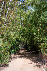 Pathway Through a Serene Bamboo Grove Unfolds