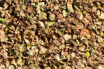 Sun lit dry foliage in late summer on the ground, in different colors.
