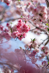 Obraz premium Beautiful Pink Blossoms on a Sunny Day in Spring