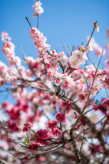 Beautiful Cherry Blossoms Bloom in Spring Sunlight