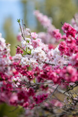 Vibrant Blossoms Showcase Spring Beauty in Nature